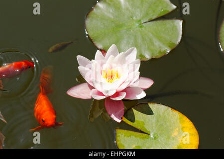 Rosa ninfee nel lago con pesci rossi Foto Stock