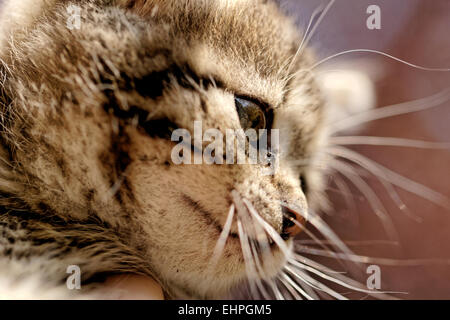 Chiudere in su su una faccia gattini ritratto Foto Stock