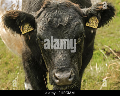 Belted Galloway Calf Berkshire REGNO UNITO Foto Stock