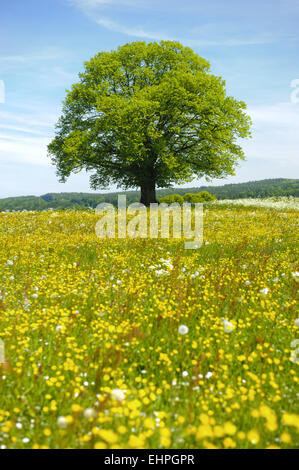 Unico grande albero di tiglio in prato a molla Foto Stock