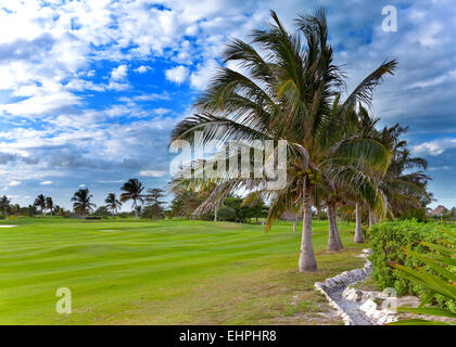 Palme sul bordo campo golf Foto Stock