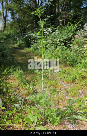 Aethusa cynapium, Fool's prezzemolo Foto Stock