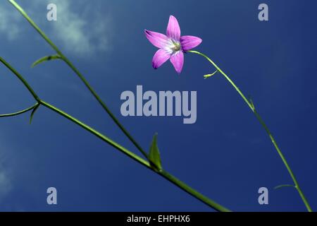 Diffondere la campanula, Campanula patula Foto Stock