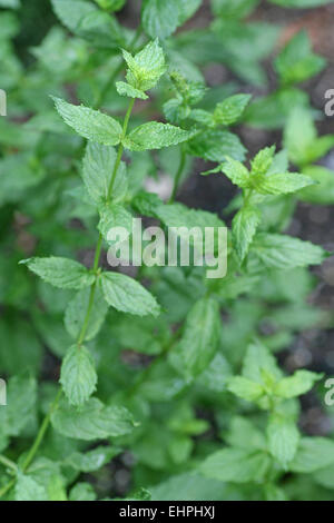 Solanum dulcamara Foto Stock