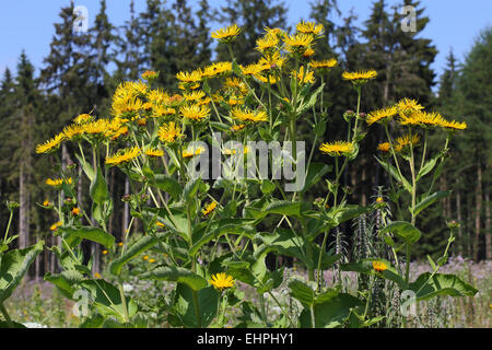 Enula, Inula helenium Foto Stock