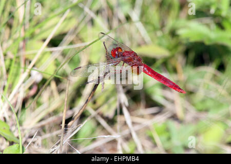 Sympetrum fonscolombii, rosso-venato Darter Foto Stock