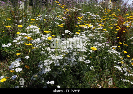 Prato con Golden Marguerite e ACHILLEA Foto Stock