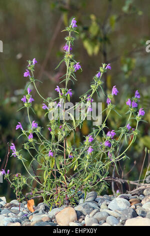 Galeopsis angustifolia, rosso della canapa di ortica Foto Stock