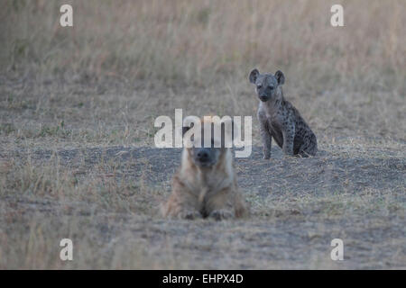 La iena,Hyarne, Spotted hyena,Crocuta crocuta, Foto Stock