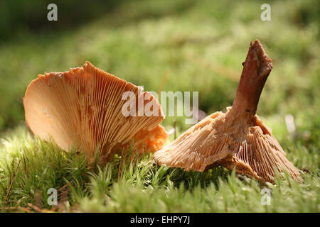 Fenugreek milkcap Foto Stock