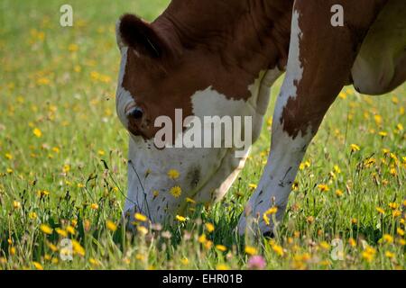 Mucca mangiare erba sul prato Foto Stock