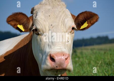 Mucca in pascolo - Chiudi Foto Stock