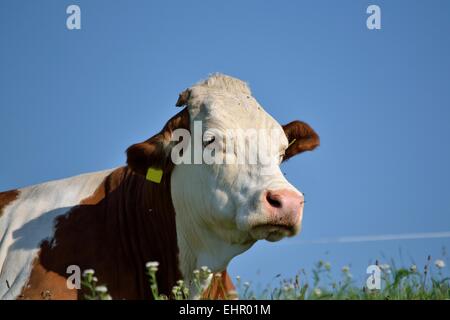 Mucca giace sull'erba Foto Stock