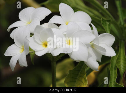 Maldive flower Frangipani Foto Stock