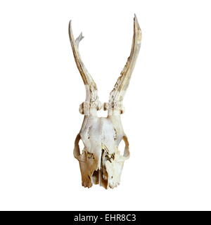Trofeo dei maschi di capriolo ( Capreolus capreolus ) isolate su sfondo bianco Foto Stock