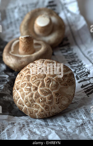 Funghi Shitake, Cina Foto Stock