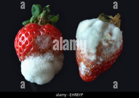 La muffa grigia o muffa grigia (Botrytis cinerea), sulle fragole Foto Stock