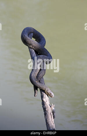 Texas Indigo Snake, Drymarchon melanurus Foto Stock