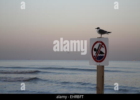Ridendo Gabbiano, Larus atricilla, appollaiato sul segno al tramonto sulla spiaggia di Galveston Foto Stock