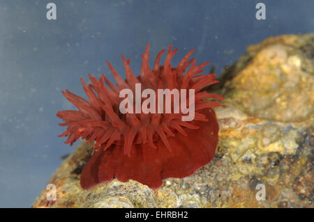 Anemone Beadlet - Actinia equina Foto Stock