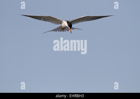 Forster's Tern, Sterna forsteri, in bilico e la caccia per i pesci Foto Stock