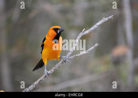 Altamira Rigogolo, ittero gularis Foto Stock