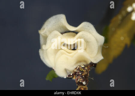 Limone di mare - Archidoris pseudargus Foto Stock