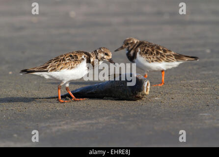 Ruddy turnstones (Arenaria interpres scavenging) su un pesce morto, Galveston, Texas, Stati Uniti d'America Foto Stock