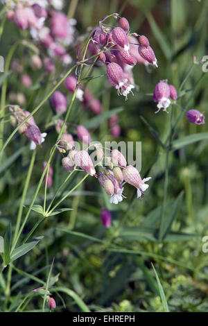 La vescica Campion, Silene vulgaris Foto Stock