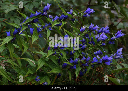 Gentiana asclepiadea, Willow genziana Foto Stock