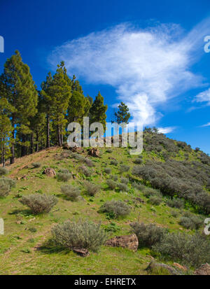 Pinus Canariensis, canaria di alberi di pino che cresce su una cresta Foto Stock