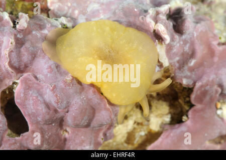 Giallo-mare piumati Slug - Berthella plumula Foto Stock