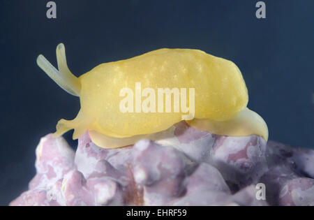 Giallo-mare piumati Slug - Berthella plumula Foto Stock