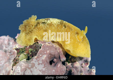 Limone di mare - Archidoris pseudoargus Foto Stock