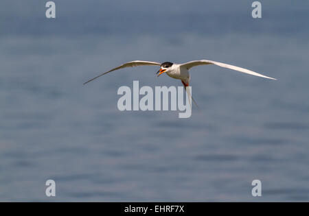 Forster's Tern (sterna forsteri) volare oltre oceano, Galveston, Texas, Stati Uniti d'America. Foto Stock