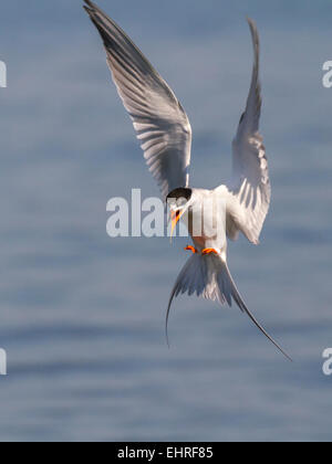 Forster's Tern (sterna forsteri) volare oltre oceano, Galveston, Texas, Stati Uniti d'America. Foto Stock