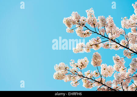 Asia, Repubblica di Corea, Corea del Sud, Jeju Island, Jeju City, la molla di fiori di ciliegio Foto Stock