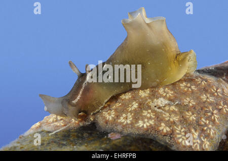 Lepre di mare - Aplysia punctata Foto Stock