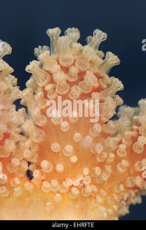 Red dita - Alcyonium glomeratum Foto Stock