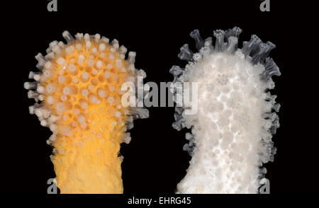 Uomo morto - dita Alcyonium digitatum Foto Stock