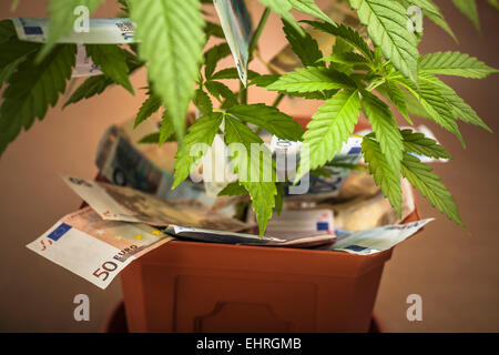 La Cannabis la concezione di business. Pianta di cannabis in vaso con le banconote in euro. Foto Stock