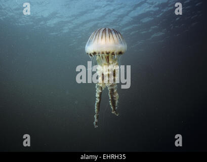 Compass - Medusa Chrysaora hyoscella Foto Stock