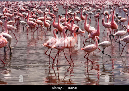 Fenicotteri rosa alimentare a Lake Nakuru National Park, Great Rift Valley, Kenya, Africa. Foto Stock
