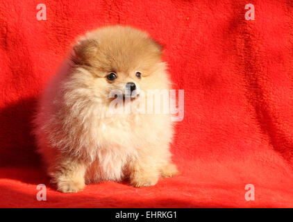 Pomerania dog sitter su uno sfondo rosso Foto Stock