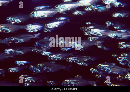 Silversides (Atherinops affinis) scolarizzazione, Sinai, Egitto, Mar Rosso Foto Stock