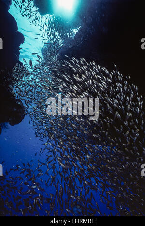 Scuola di silversides (Atherinops affinis) all'entrata di una caverna poco profonda in Ras Mohamad, Sinai, Egitto, Mar Rosso Foto Stock