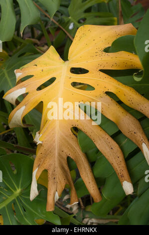 Foglie di colore giallo su cheeseplant Foto Stock