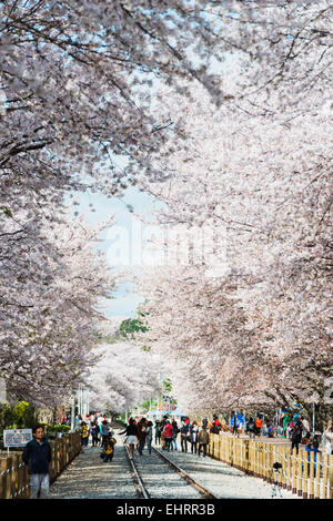 Asia, Repubblica di Corea, Corea del Sud, Jinhei, molla Cherry Blossom Festival Foto Stock