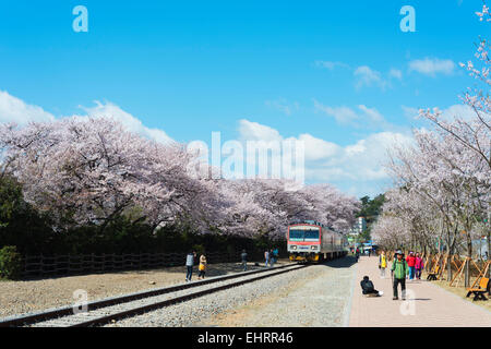 Asia, Repubblica di Corea, Corea del Sud, Jinhei, molla Cherry Blossom Festival, alberata in treno linea Foto Stock