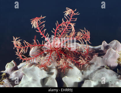 Feather Star - Antedon bifida Foto Stock